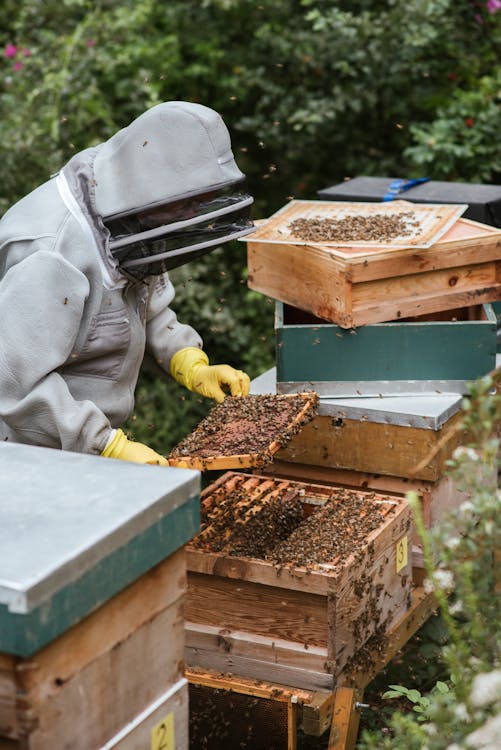 A beekeeper in a veil inspecting a frame of honeycomb covered with bees in a backyard setting