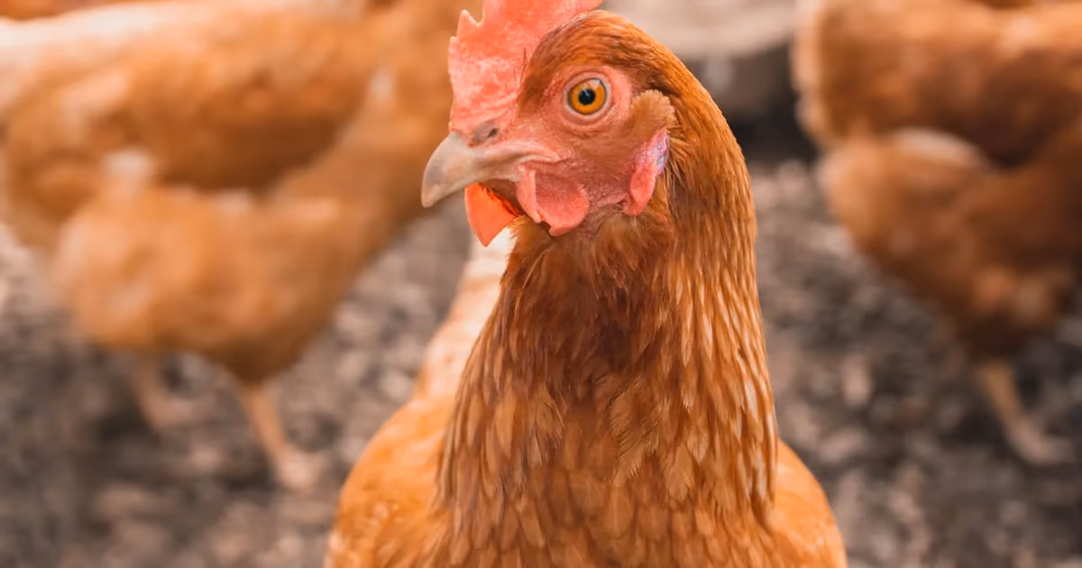A small flock of hens pecking around a wooden chicken coop in a backyard setting