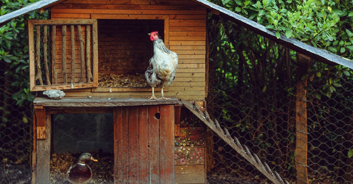 Rhode Island Red hen in a backyard chicken coop surrounded by nesting boxes