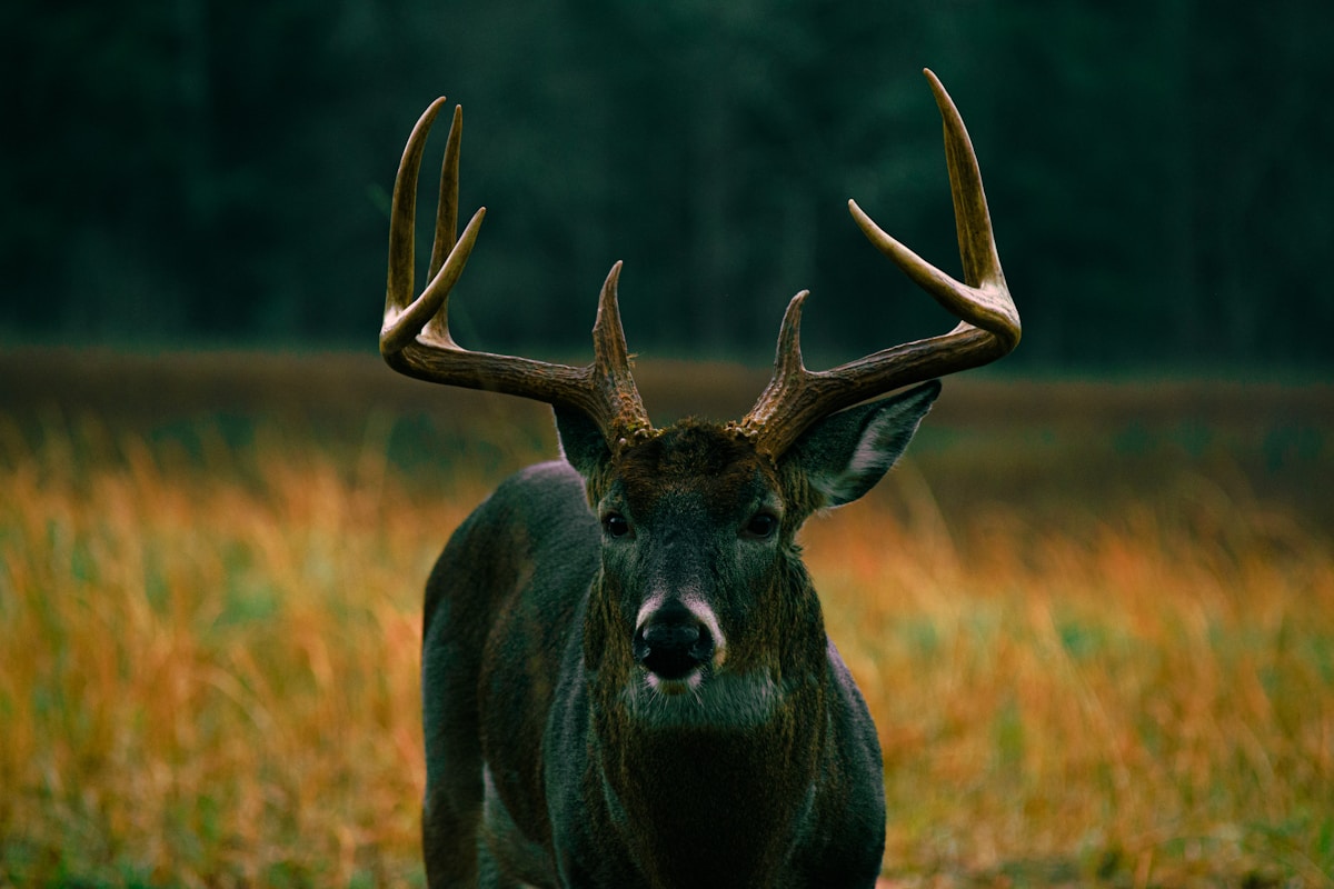 Deer hunter in a tree stand at dawn overlooking a misty forest field during fall hunting season