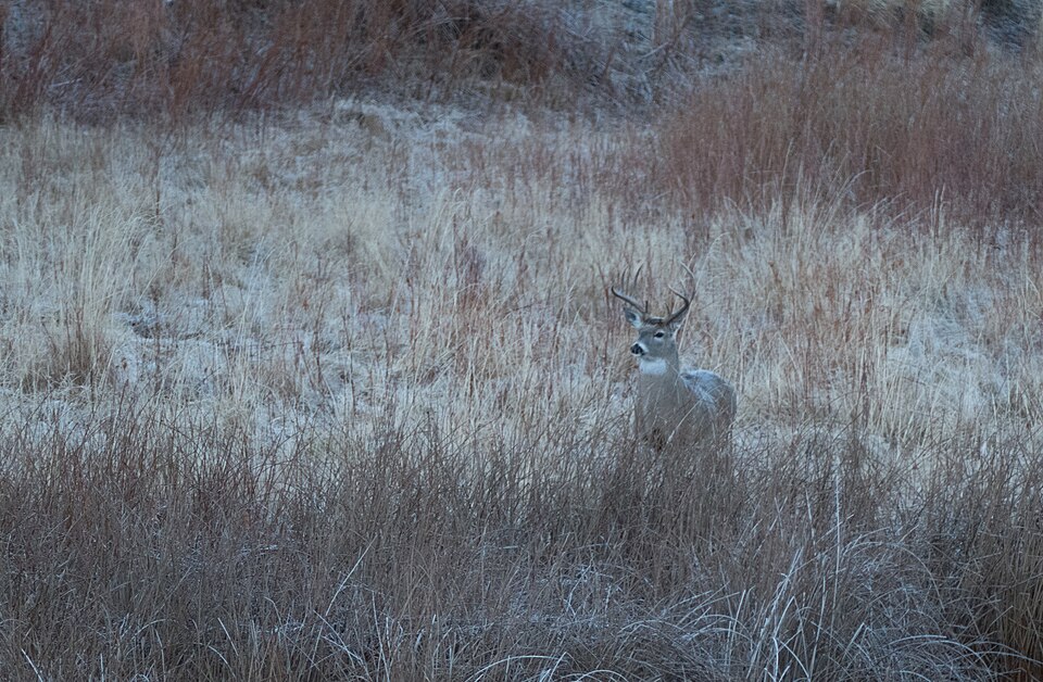 A deer standing alert in a misty forest clearing