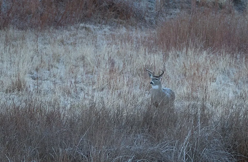 Beginner's Guide to Deer Hunting: What You Need to Know