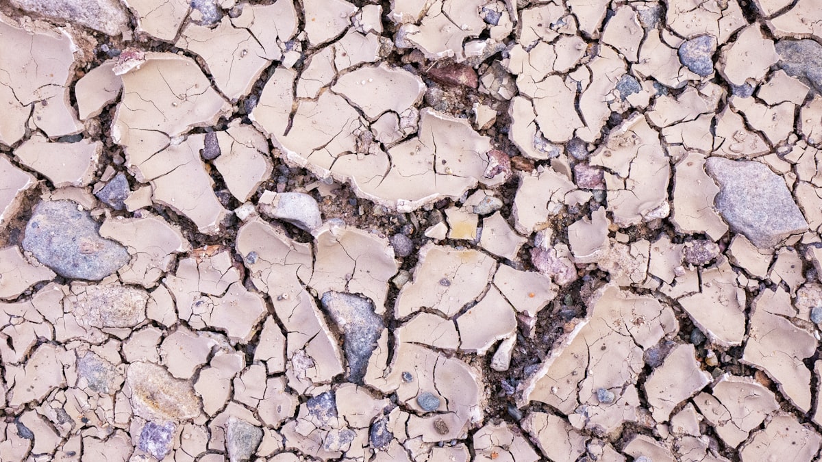 Parched cracked desert landscape with sparse vegetation under intense sunlight in American Southwest