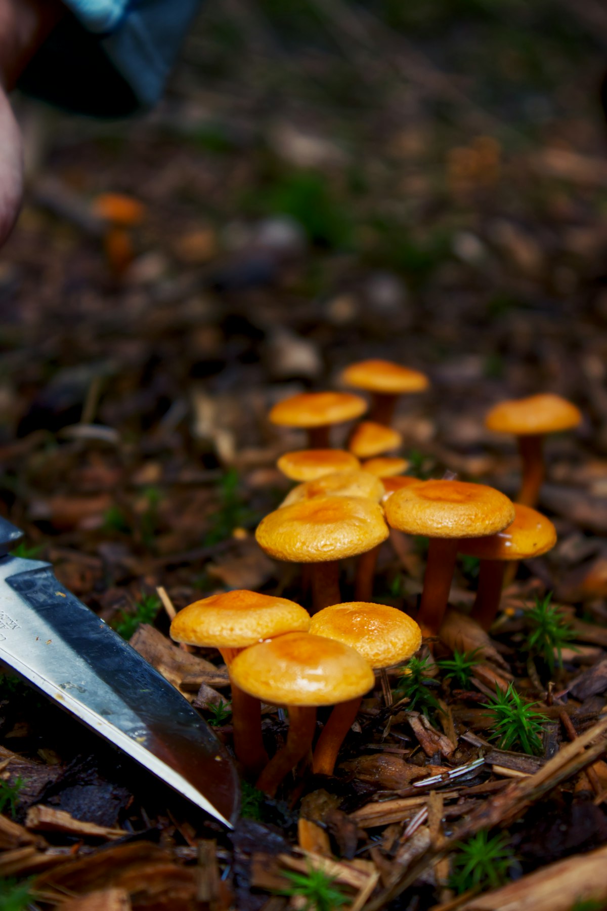 Cluster of golden chanterelle mushrooms growing among moss and leaves on a forest floor