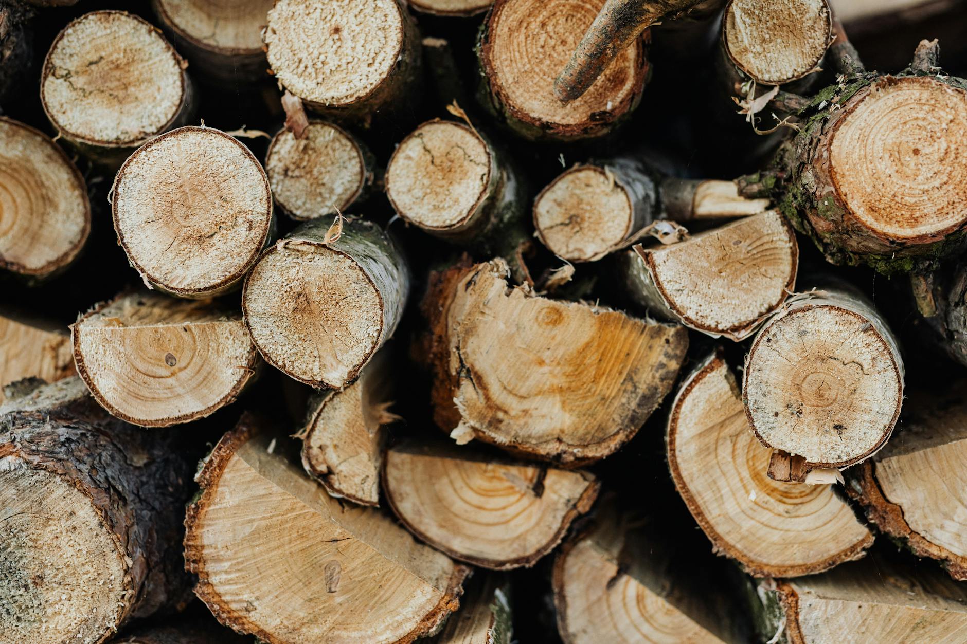 Improperly stored firewood pile on wet ground against a house wall showing rot and mold