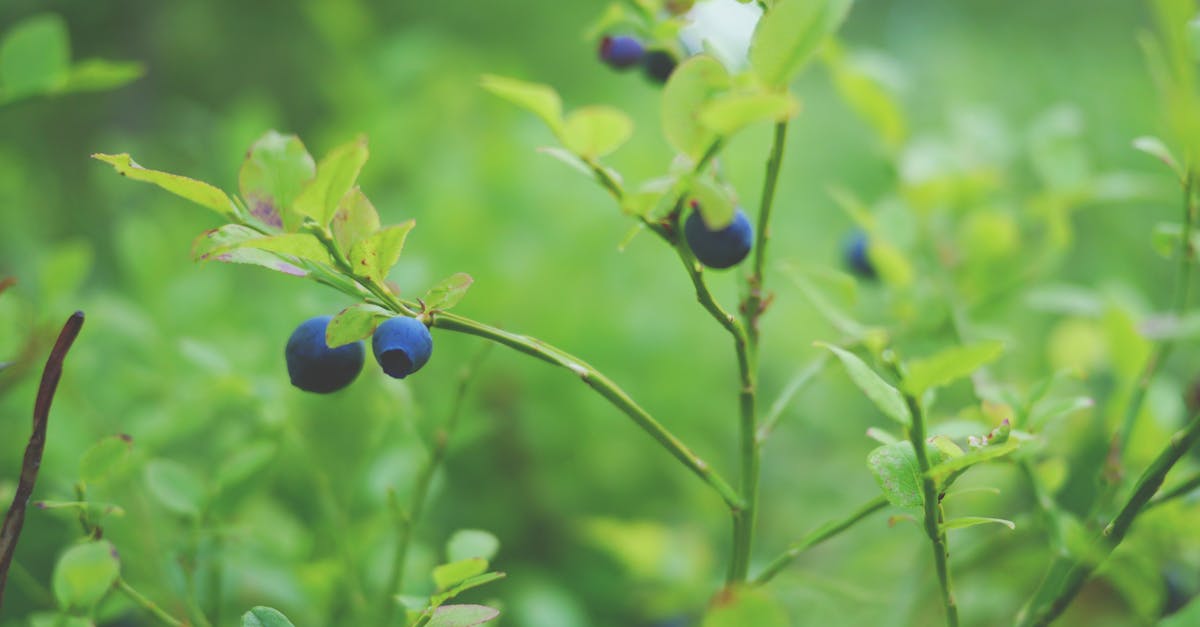 Clusters of ripe wild blueberries growing on low shrubs in a sun-dappled forest clearing