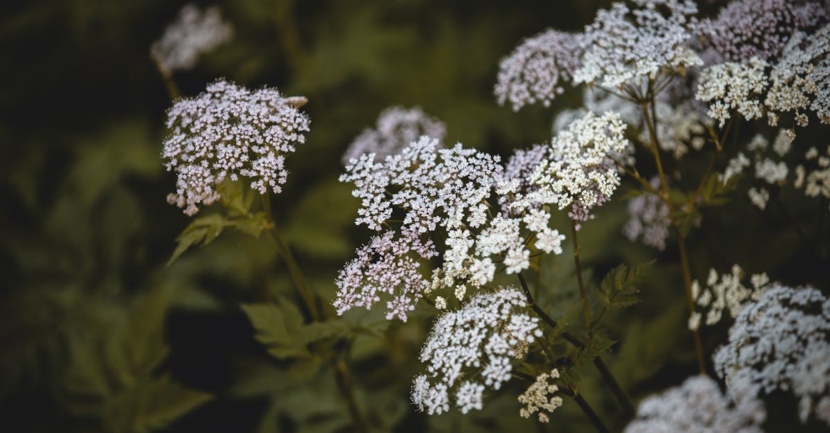 Close-up of poison hemlock with white umbrella-shaped flowers in a field
