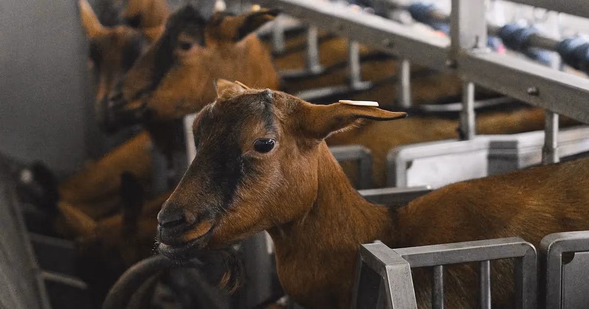 Three Nigerian Dwarf goats standing on a wooden platform in a fenced yard with a small barn