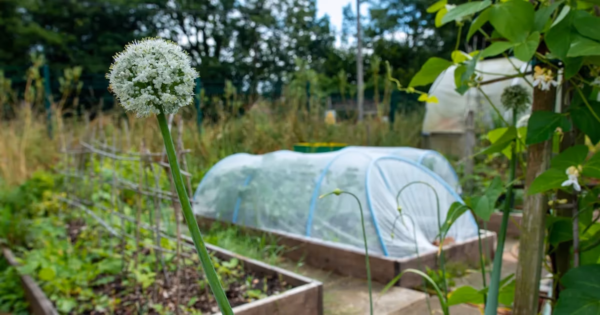 Rows of young vegetable plants growing in a backyard garden with raised beds