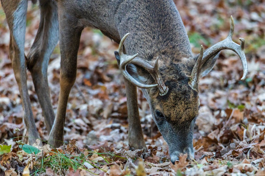 A whitetail buck with full antlers walking through fall woods during rut season